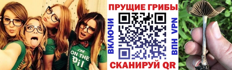 Галлюциногенные грибы мицелий  это какой сайт  Фрязино  где купить наркотик 